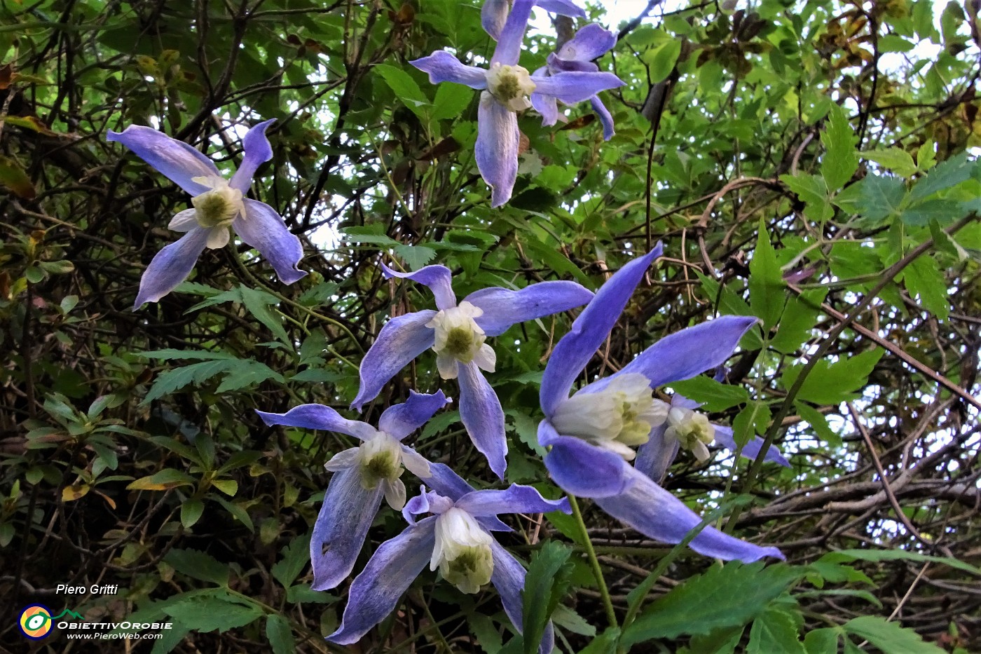 89 Fiori di Clematide alpina (Clematis alpina) in Val Vedra.JPG